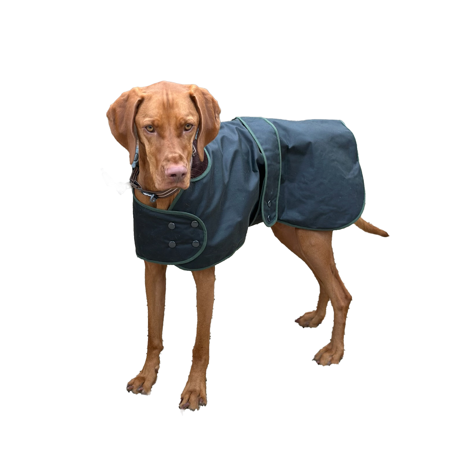 Traditional Hunter Green Waxed Dog Coat. tough waterproof and windproof Dog coat in traditional waxed cotton. Brown cord collar and soft cotton lining. Brown cord collar and soft cotton lining